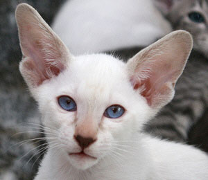 Du An Nahar - Kater 3