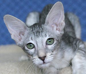 Fukurokuju - Kater 2