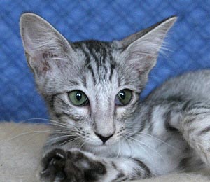 Fushigi Yuugi - Katze 1