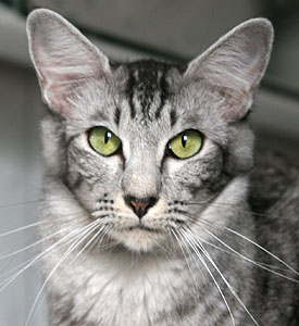 Jinaki-Junalesca von Nafys Zarafa