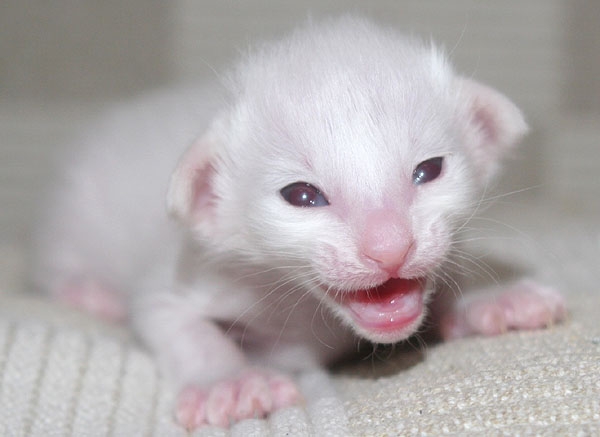 Photo: Carolin Skirl