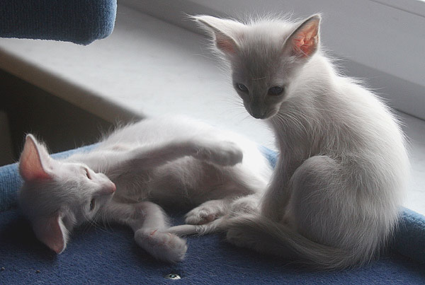 Photo: Carolin Skirl