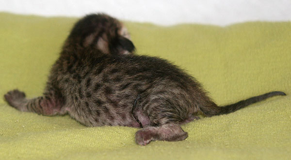 Photo: Carolin Skirl