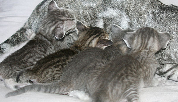 R-Wurf am 24/06/2008