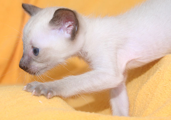 Photo: Carolin Skirl