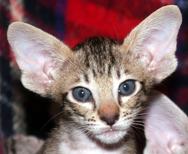 Photo: Carolin Skirl