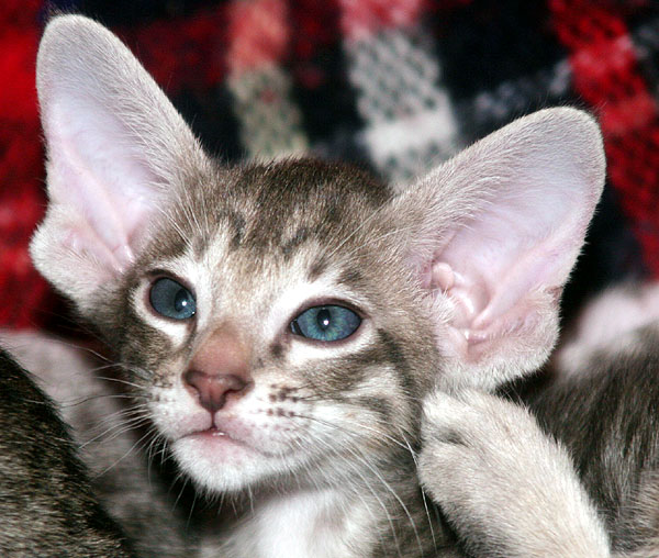 Photo: Carolin Skirl