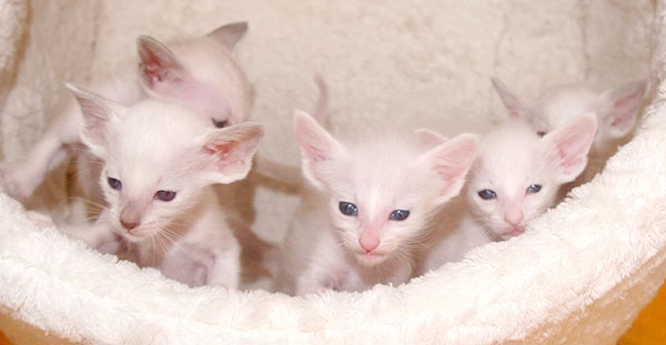 OP-Wurf am 18/07/2008