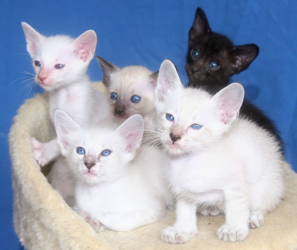 OP-Wurf am 20/07/2008