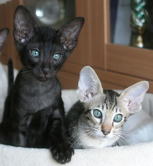 Photo: Carolin Skirl