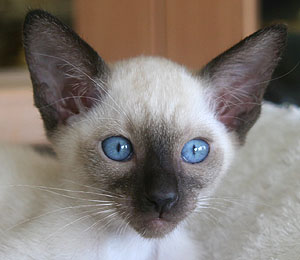 Taiyoukai Flying Lamb