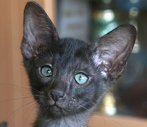 Taiyoukai Lorenor Zorro