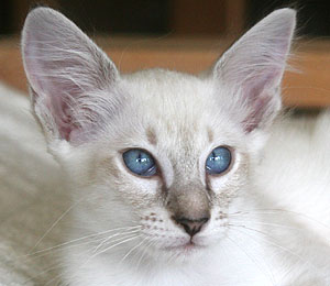 Taiyoukai Nico Robin