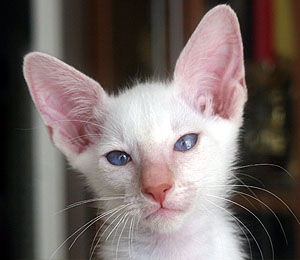 Taiyoukai Nefertari Vivi