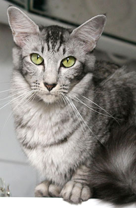 Ch. Jinaki-Junalesca von Nafys Zarafa