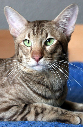 Nikkei Silverfox of Lancarrow