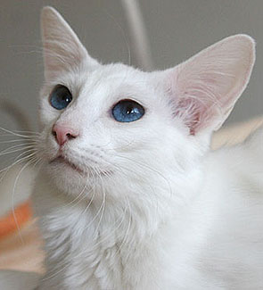 Int. Ch. Mundilfari�s Taiyoukai Deido