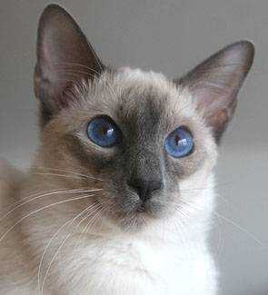 Taiyoukai Jurojin von Collioure