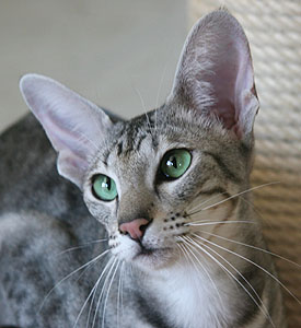 TICA Ch. & Int. Ch. Lumen mundis Jumanji