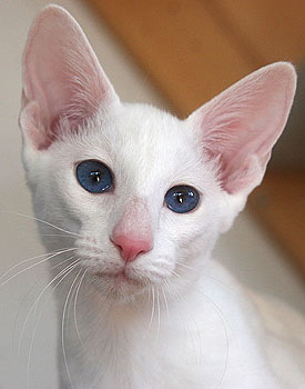 Taiyoukai Kage Bunshin no Jutsu