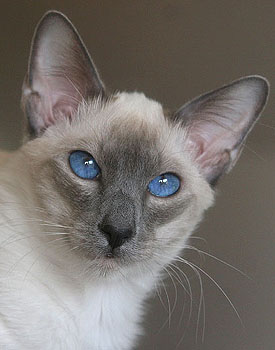 Taiyoukai Jurojin von Collioure