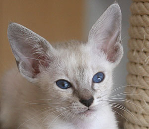 Taiyoukai Shantipriya