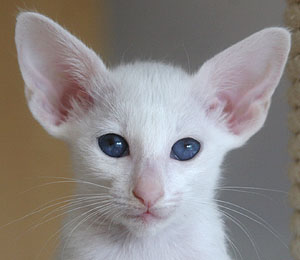 Taiyoukai Shikon no Tama