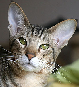 Inari Taiyoukai Sultan Chan*SK