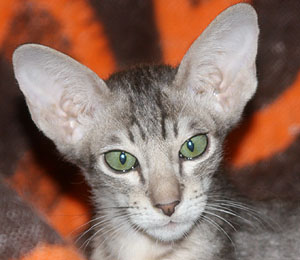 Taiyoukai Sasuke Uchiha