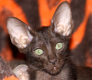 Taiyoukai Urotsukidoji