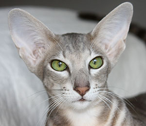 Taiyoukai World of Warcraft