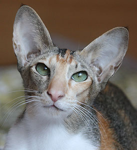 LaVaYaRa�s Taiyoukai Tama