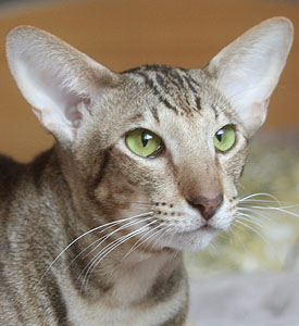 Felichaun Taliesin of Taiyoukai