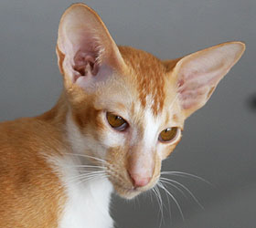 Taiyoukai Burning Crusade