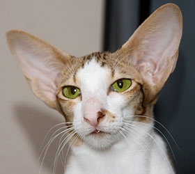 Taiyoukai Auriaya Shangi-La