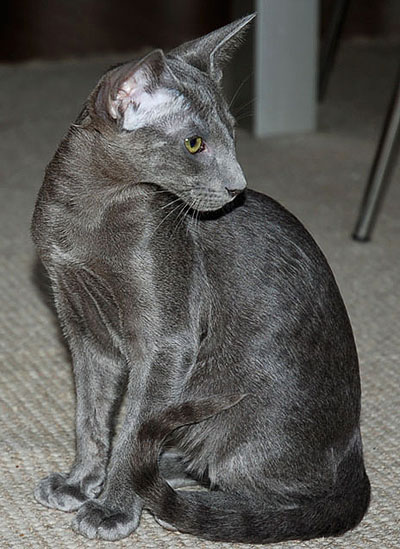 Foto: Bua Luang Cattery