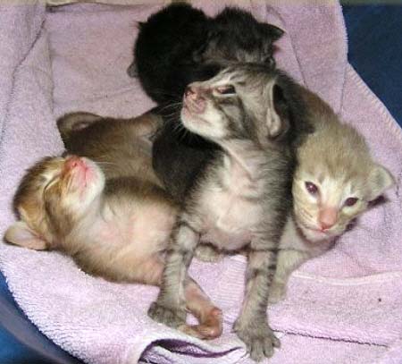 Majin mit 2 Wochen   Foto: F. Kischka-Antoni