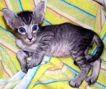 Majin mit 5 Wochen   Foto: F. Kischka-Antoni