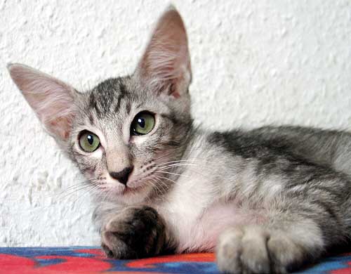 Jinaki Junalesca von NAfys Zarafa