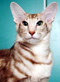 Eloise Emotion von Nafys Zarafa