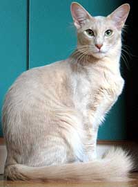 Escada von Malakai Shiba 