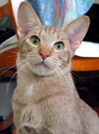 Ifino von Nafys Zarafa 