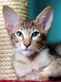 Eloise Emotion von Nafys Zarafa