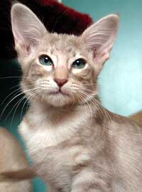 Escada von Malakai Shiba 