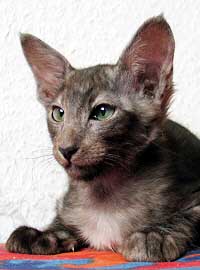 Ifino von Nafys Zarafa 