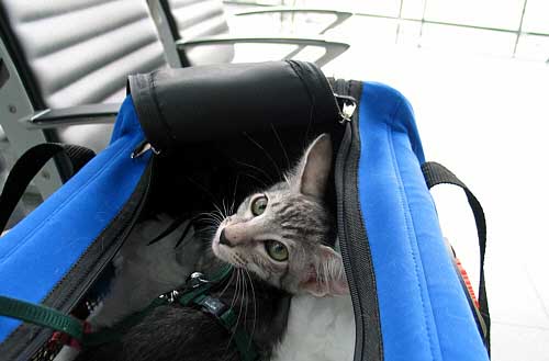 Majin auf dem K�lner Flughafen