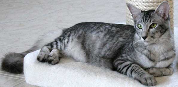 Jinaki Junalesca von Nafys Zarafa "MAJIN"