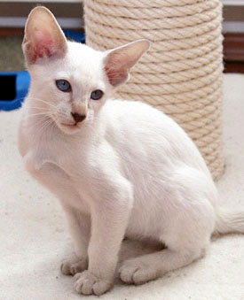 T�ao   Foto: Carolin Skirl