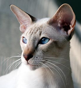 Nahar   Foto: Carolin Skirl