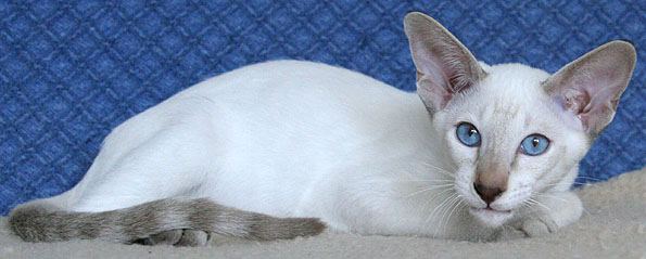 Taiyoukai Du An Nahar